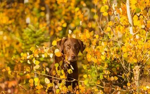 Autumn-yellow-leaves-dog_1920x1200.jpg