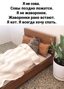 Кот спит.jpg