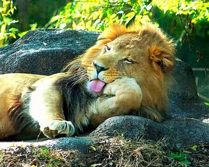 f3e95aad2ee9eefb7afbd10441c7dacb--lion-kingdom-cutest-animals.jpg