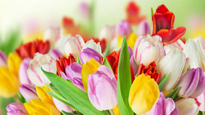 tulips-colorful-spring.jpg