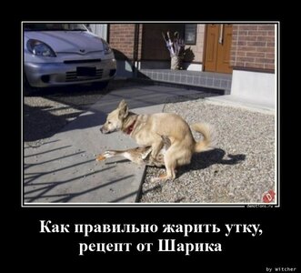 1598951896_Kak-pravilno-zharit-_demotions.ru.jpg