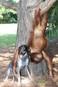 dog_and_the_oranguta_8.jpg