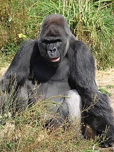 275px-Jock,_the_Gorilla.jpg