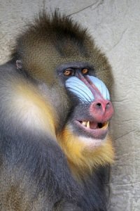 depositphotos_140562444-stock-photo-photo-of-mandrill-in-nature.jpg