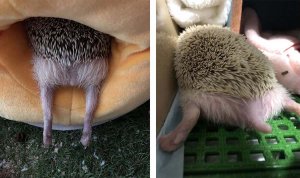 sleeping-hedgehog-cute-bottom-vinegret.jpg